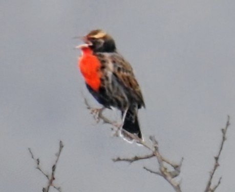 Peruvian Meadowlark - ML641016534