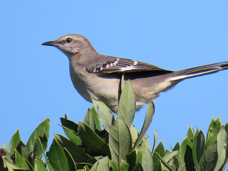 Northern Mockingbird - ML641016573
