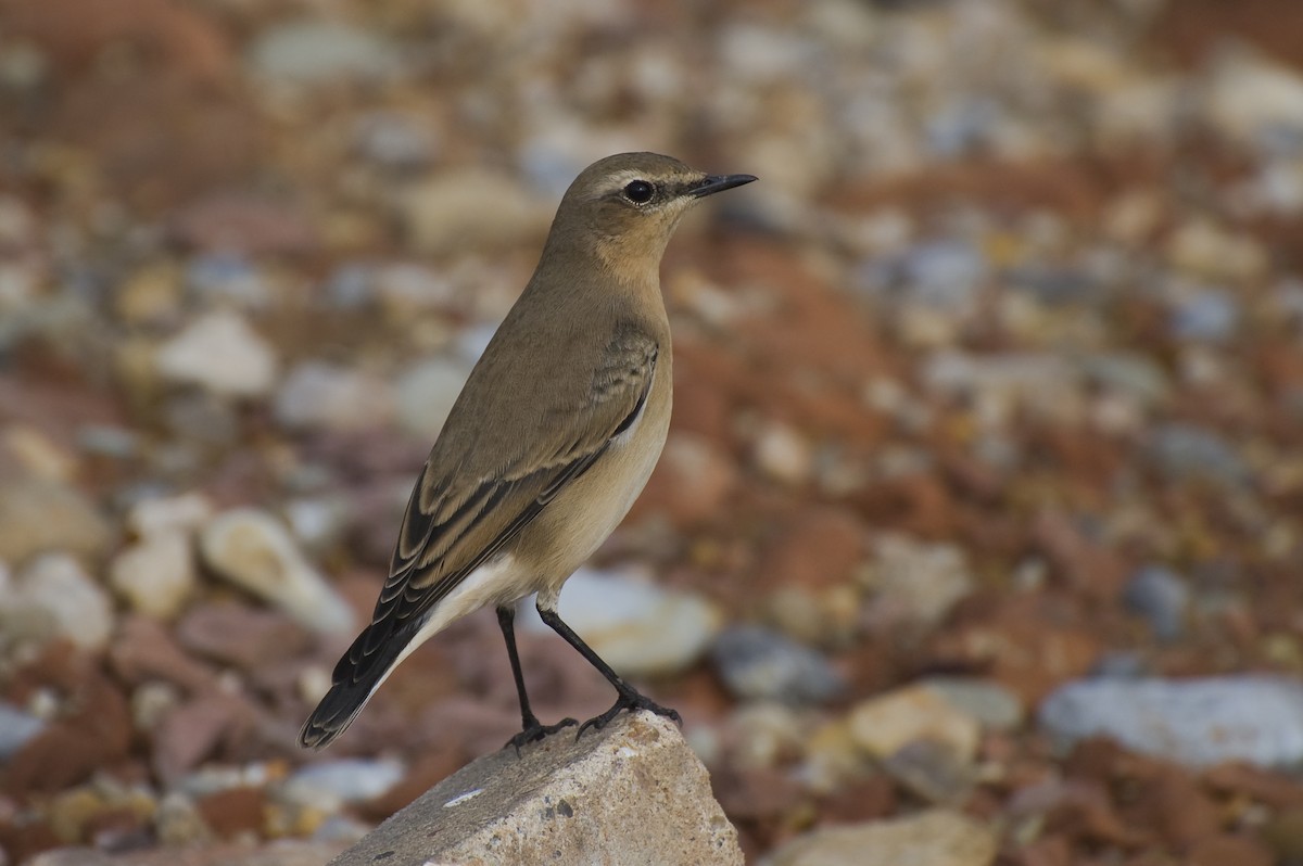 Northern Wheatear - ML641016602