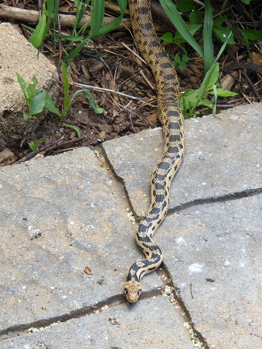 Animals - ML641016617