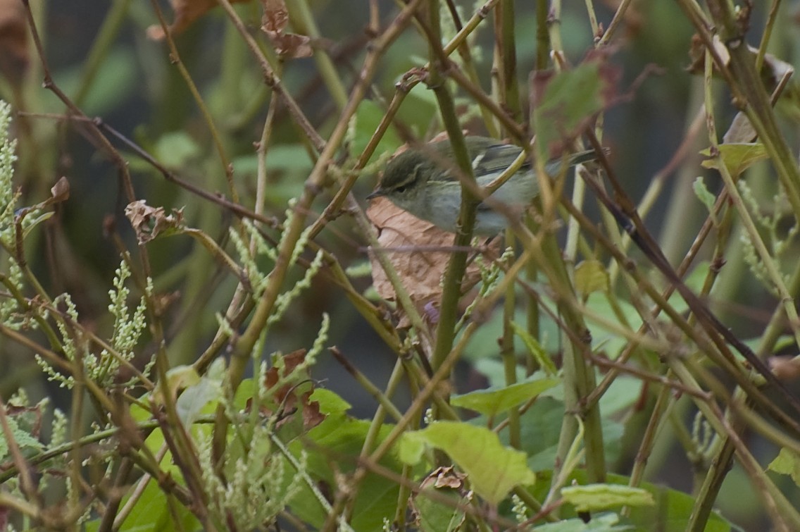 Yellow-browed Warbler - ML641016640