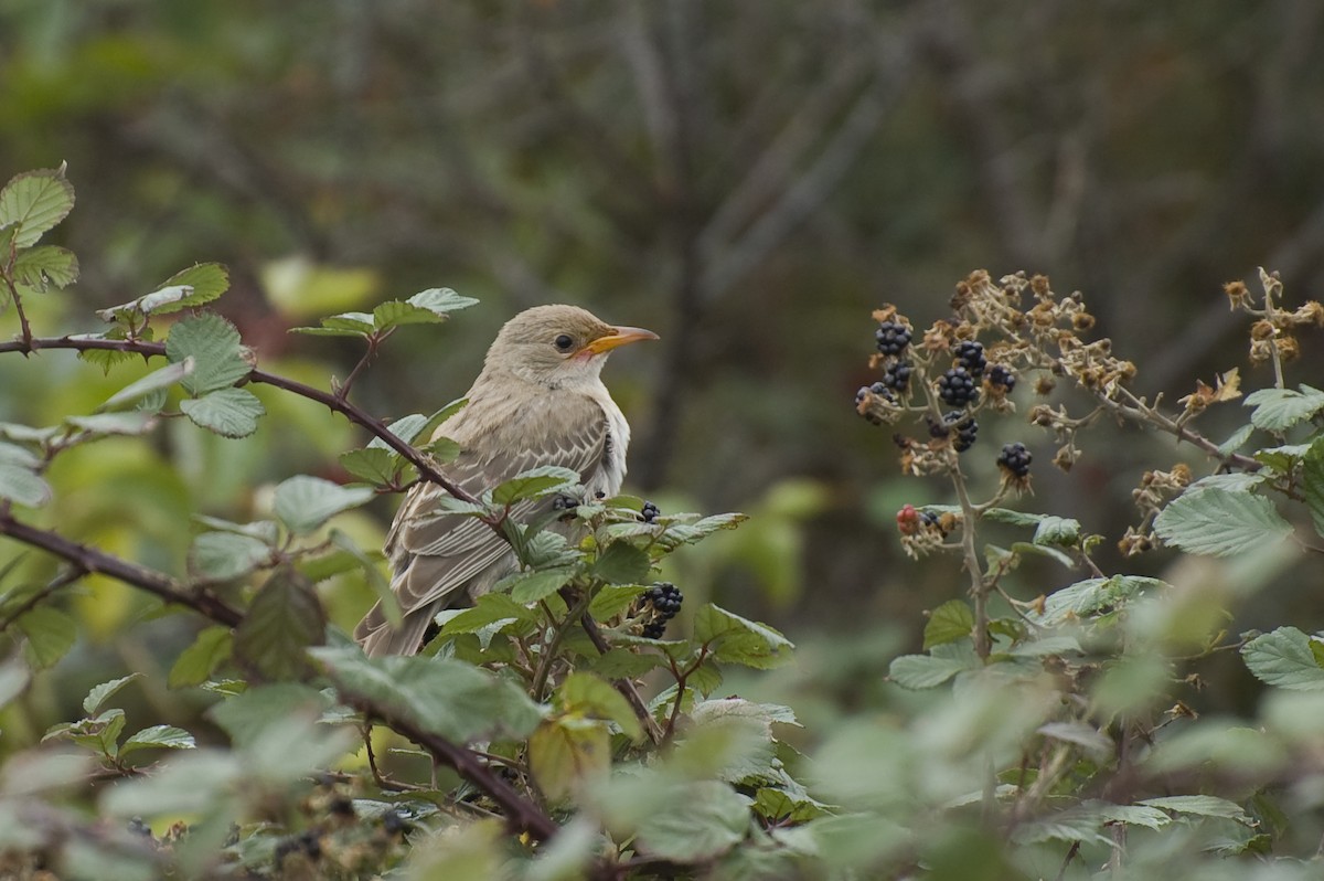 Rosy Starling - ML641016649