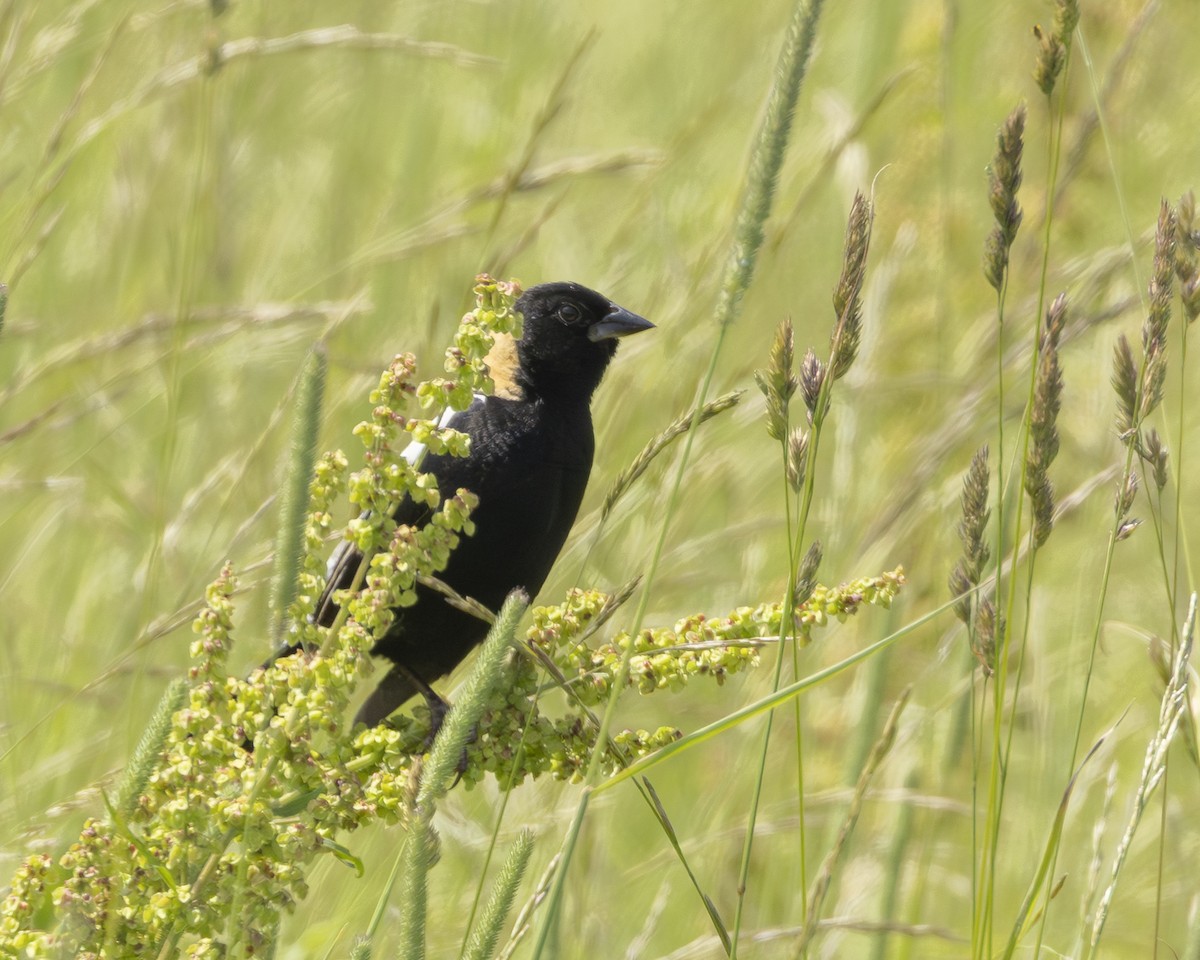 Bobolink - ML641016661