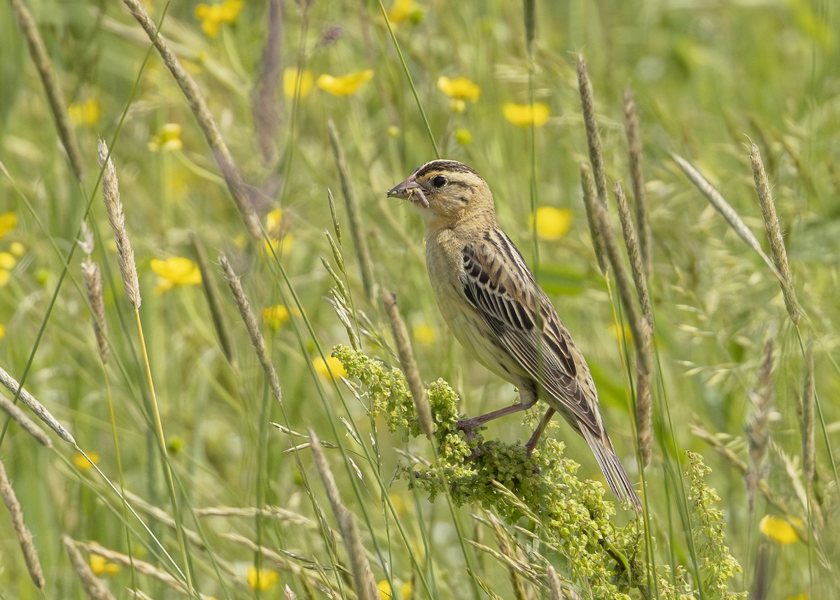 Bobolink - ML641016662