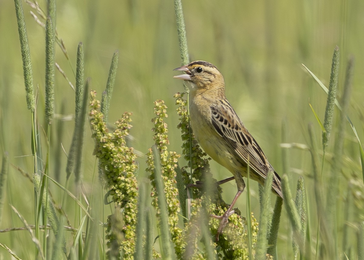 Bobolink - ML641016663