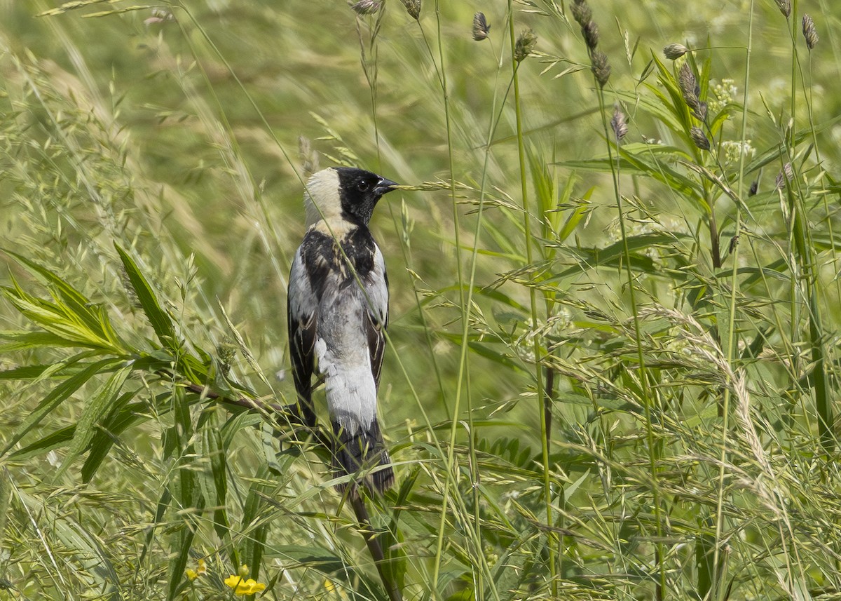 Bobolink - ML641016664