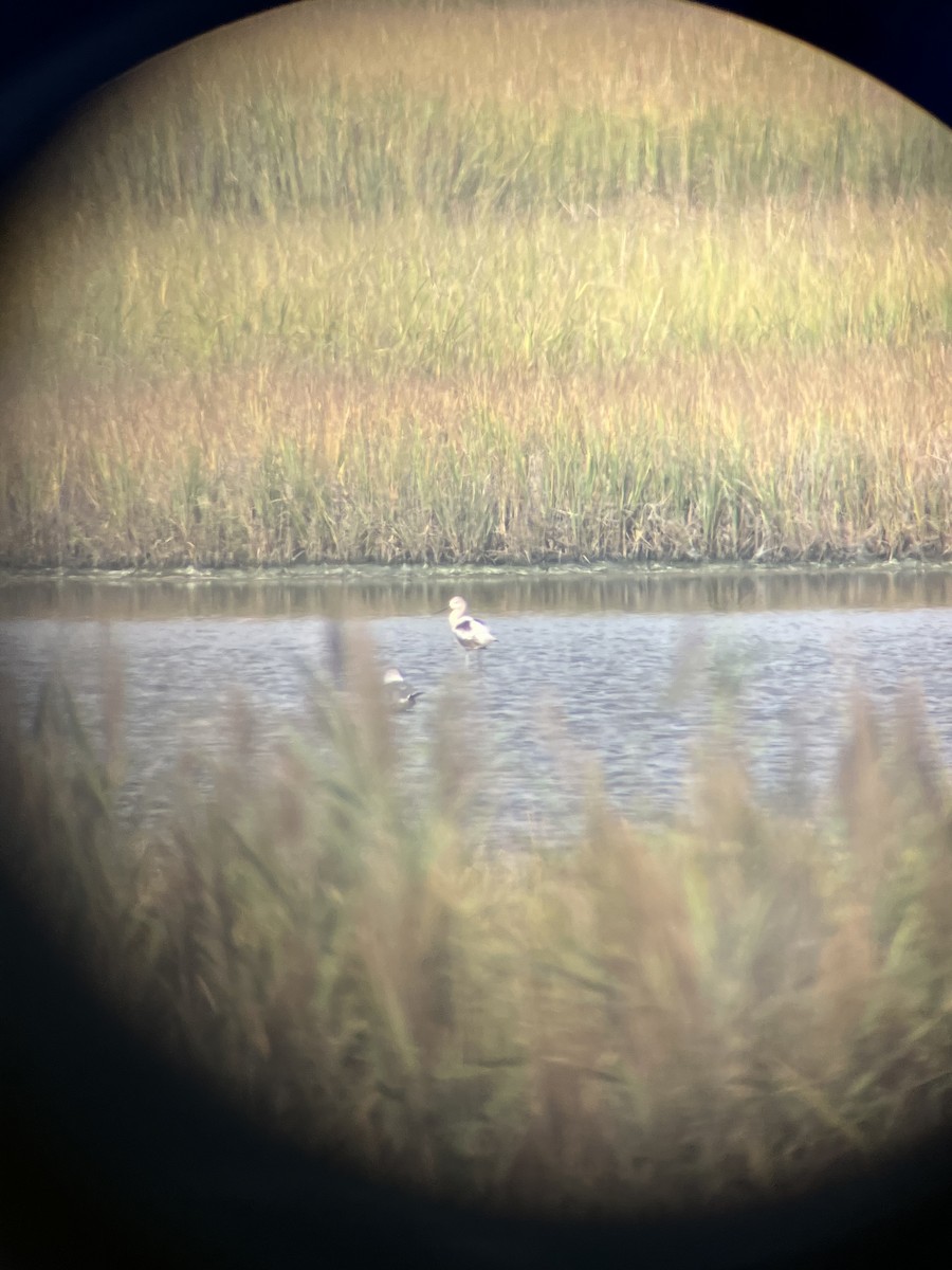 American Avocet - ML641016666