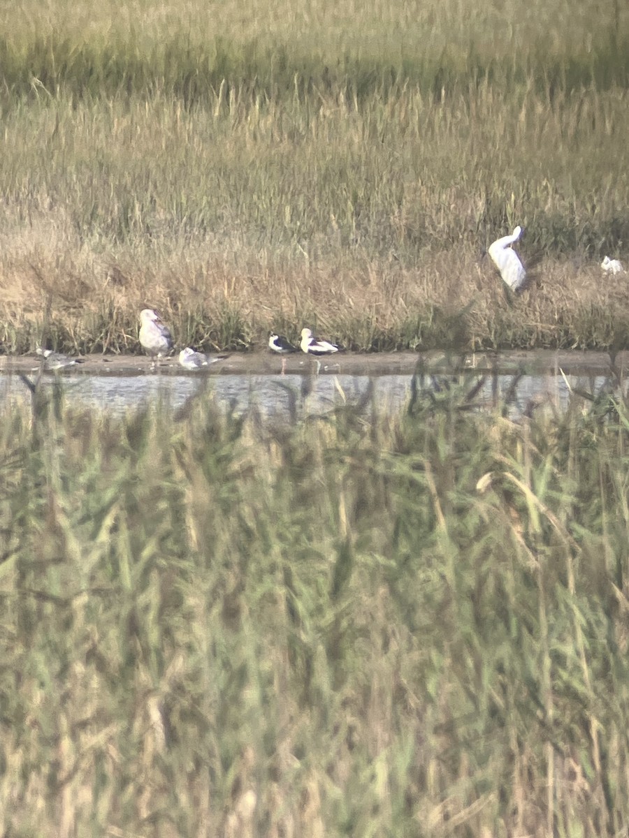 American Avocet - ML641016690