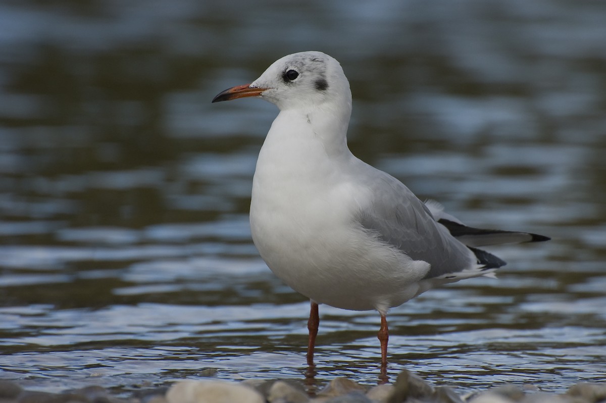 Black-headed Gull - ML641016702