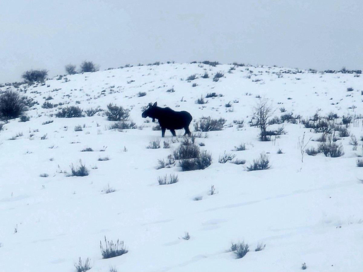 Animals - ML641016731