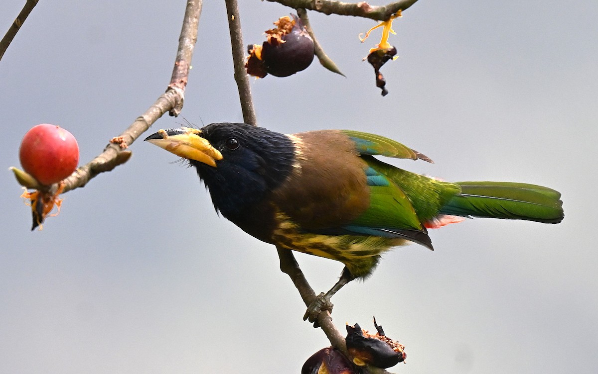Great Barbet - ML641016796
