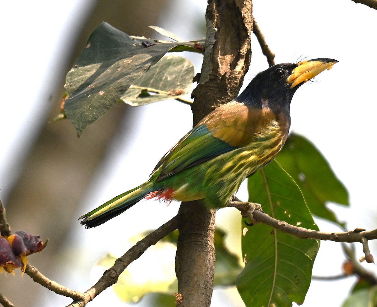Great Barbet - ML641016797