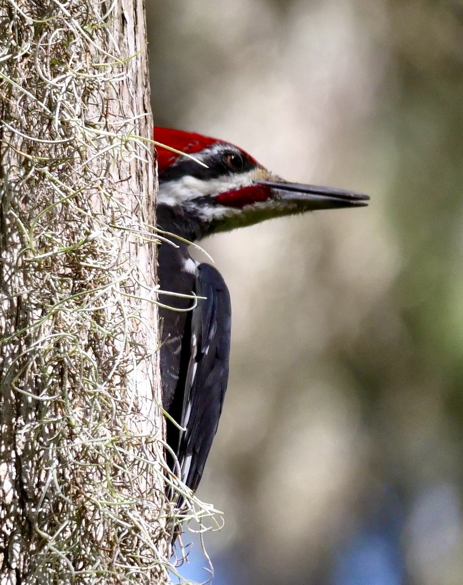 Pileated Woodpecker - ML641016804