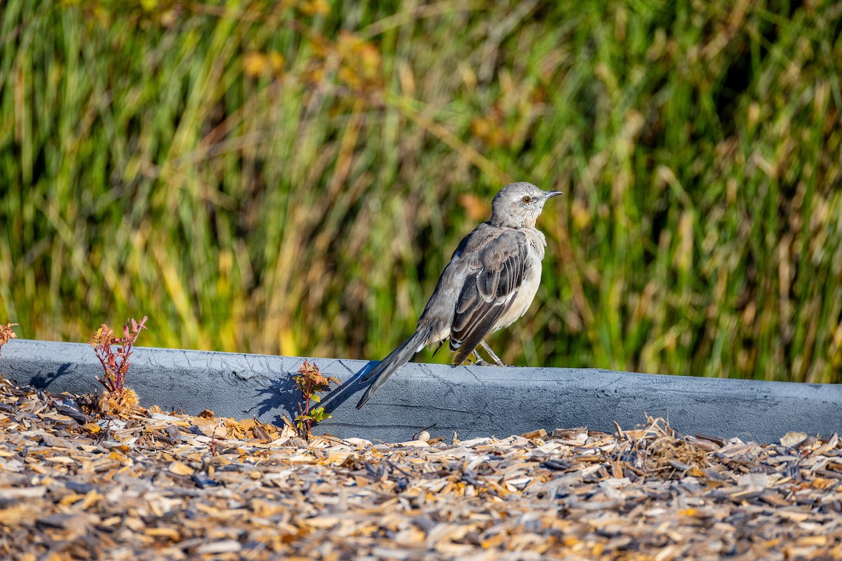 Northern Mockingbird - ML641016920
