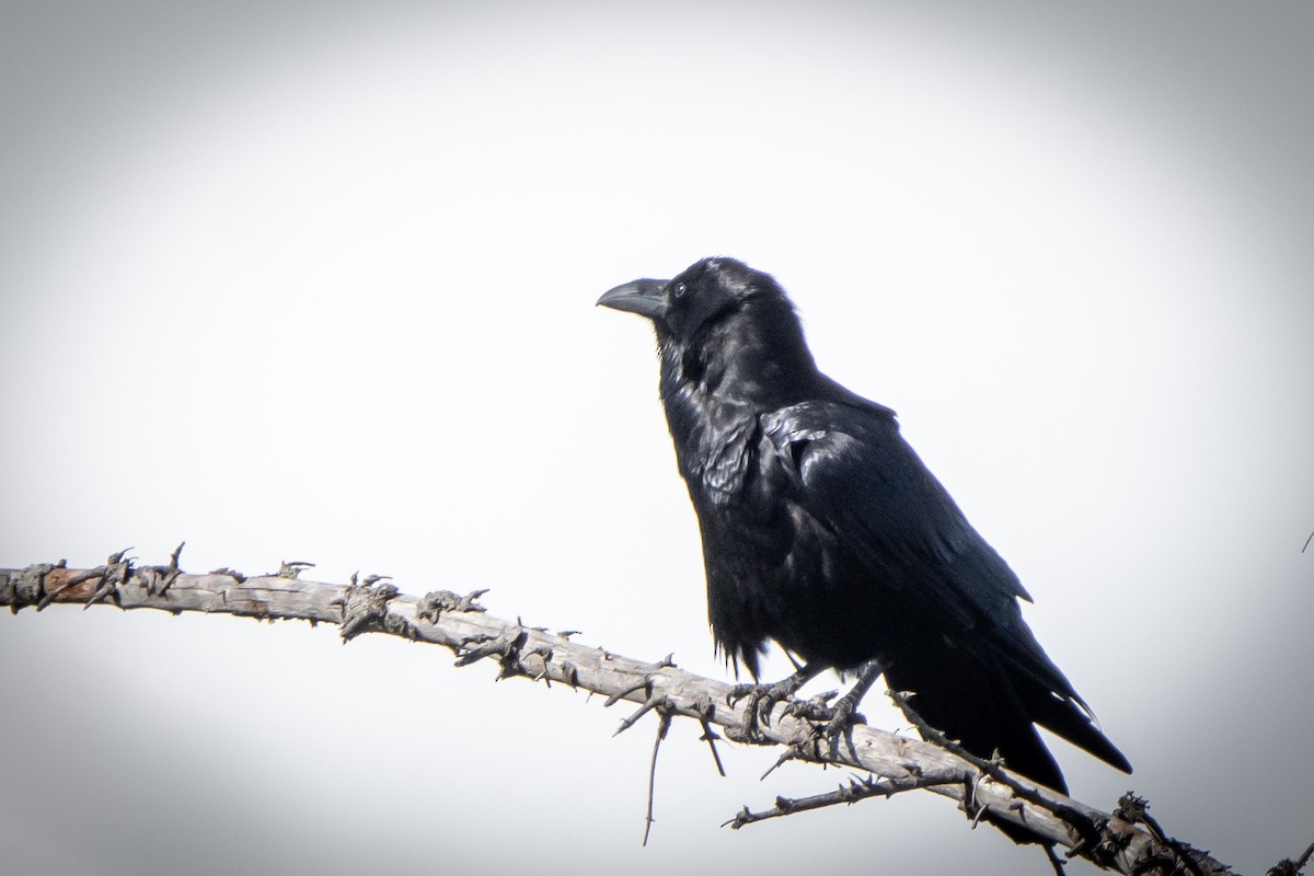 Grand Corbeau - ML641016926