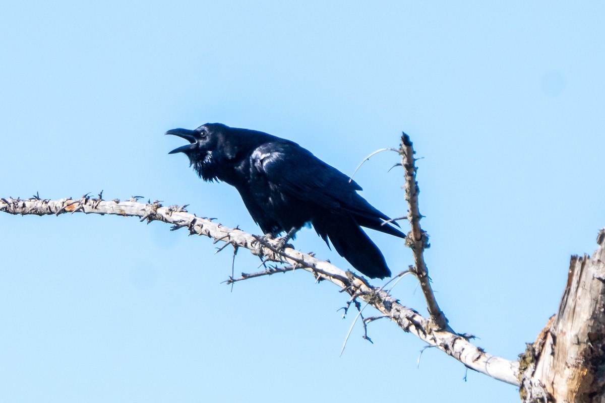 Grand Corbeau - ML641016928