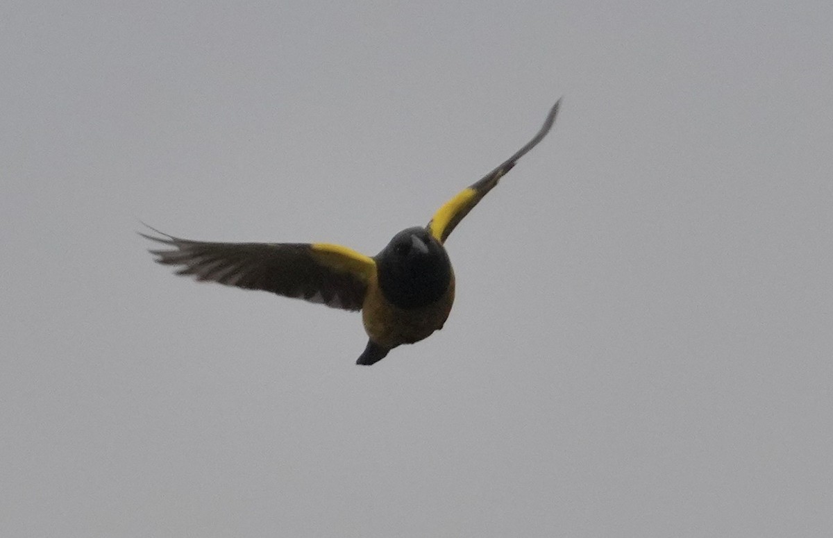 Yellow-rumped Marshbird - ML641016951