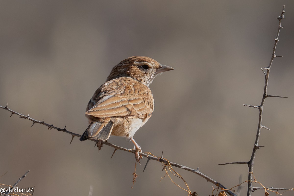 Fawn-colored Lark - ML641016984