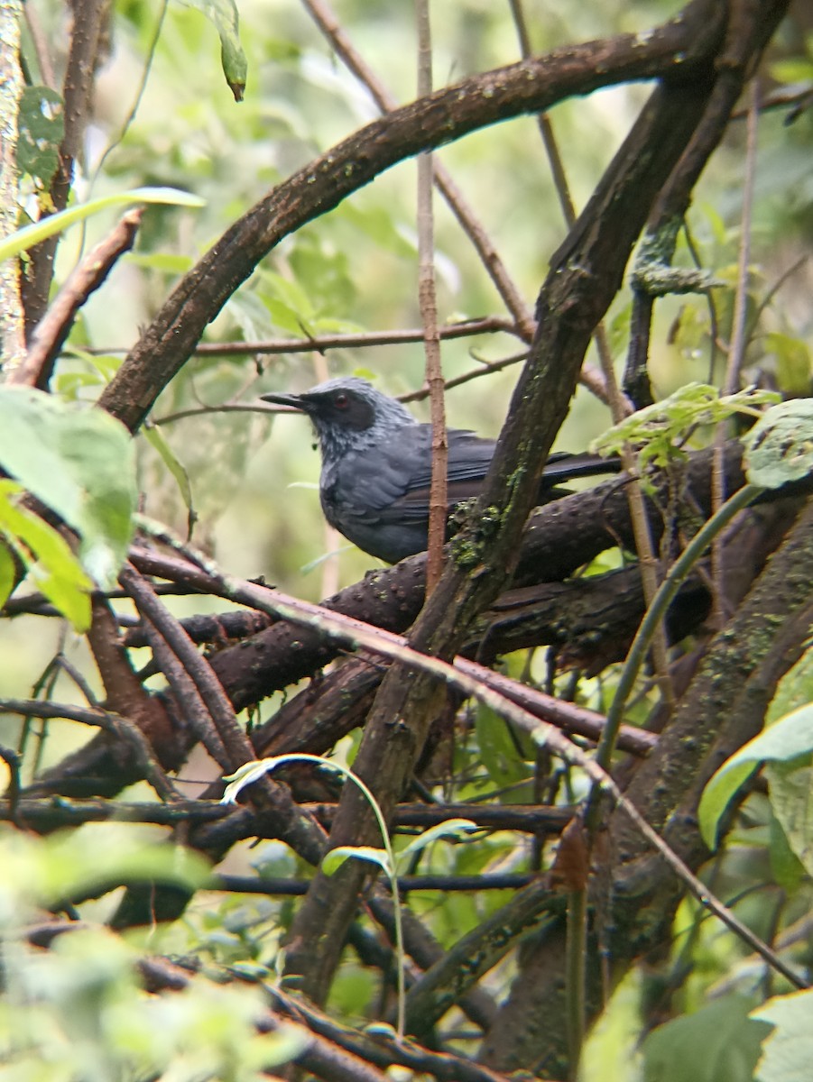 drozdec modrý - ML641016988