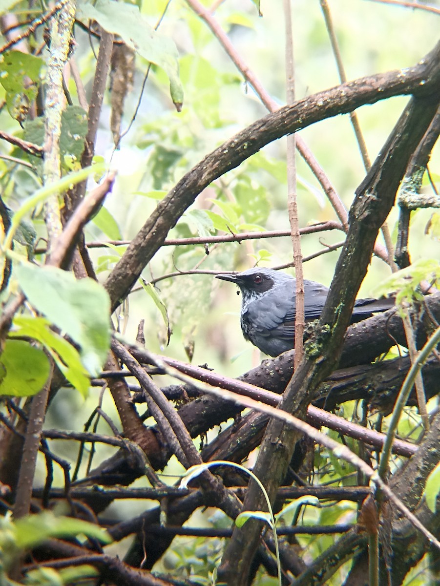 drozdec modrý - ML641016989