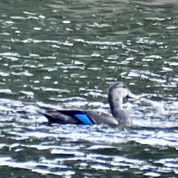 American Black Duck - ML641017016