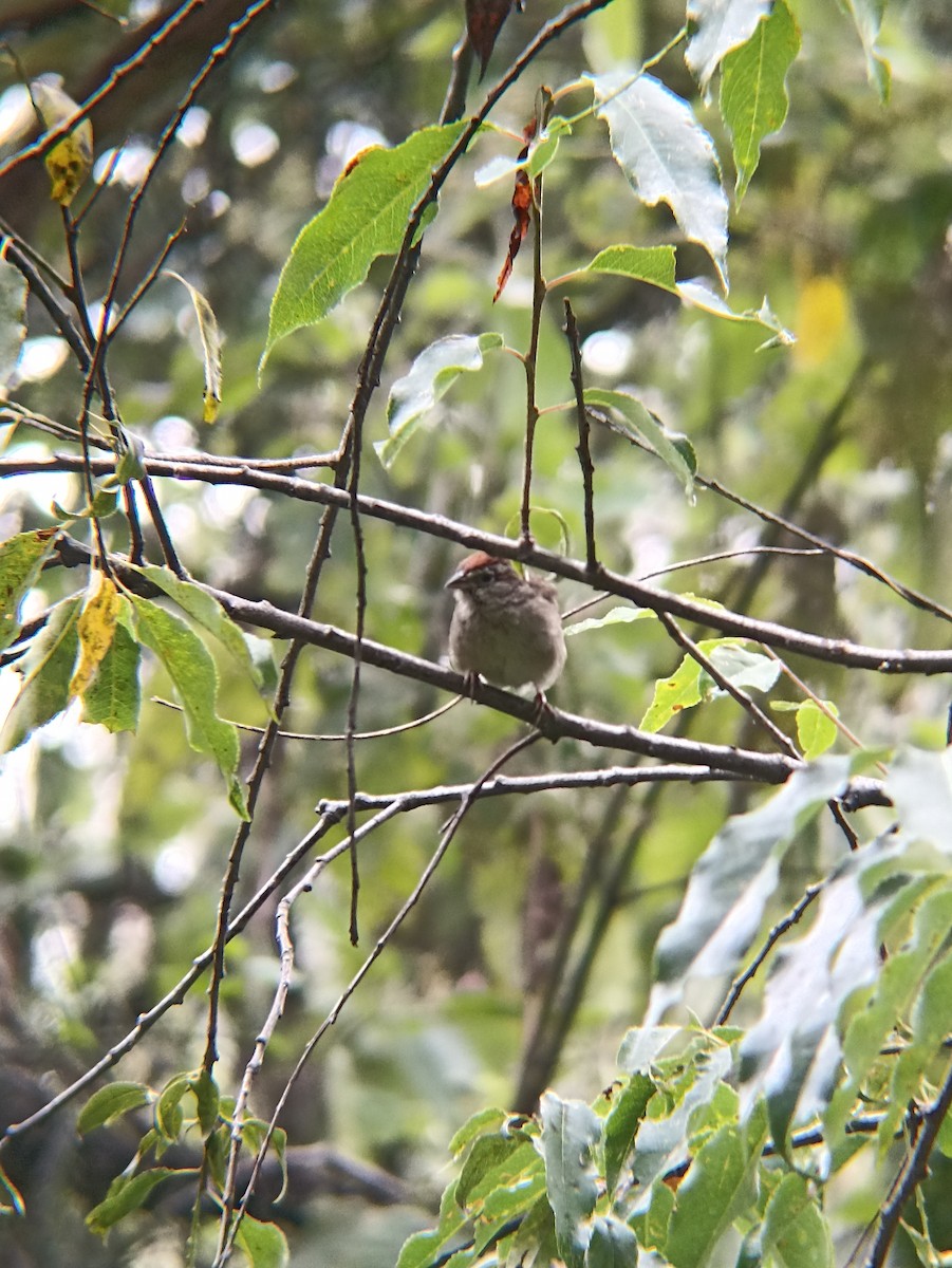 Rufous-crowned Sparrow - ML641017033