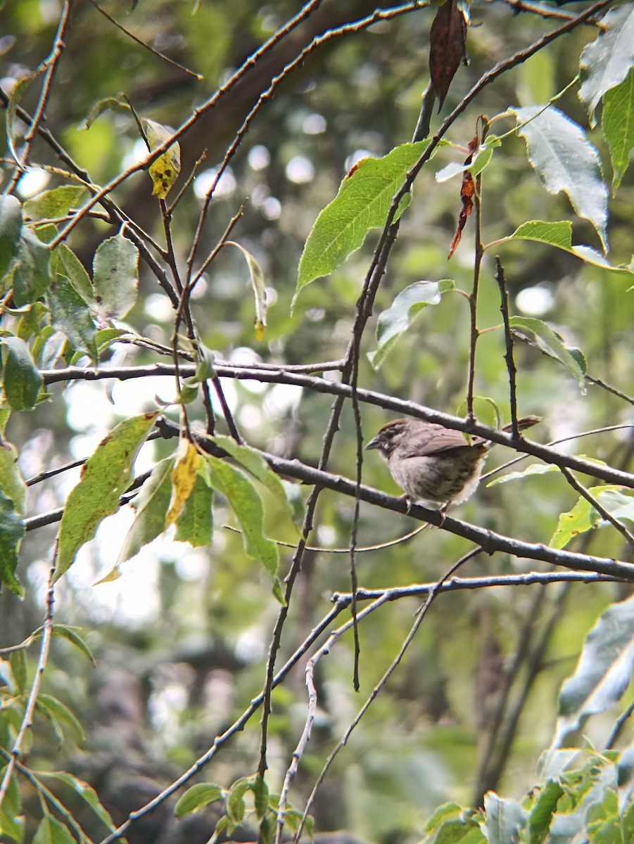 Rufous-crowned Sparrow - ML641017035