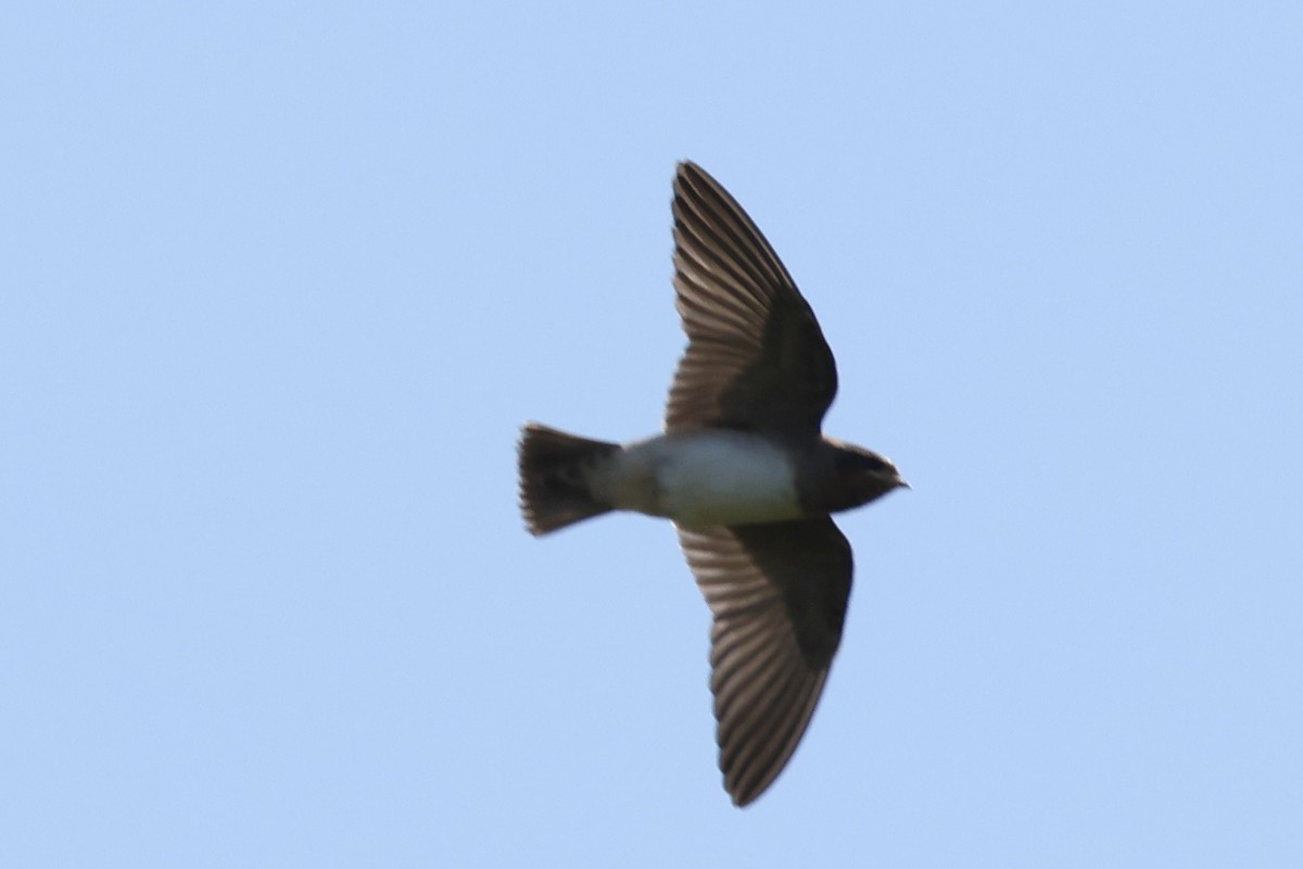 Cliff Swallow - ML641017101