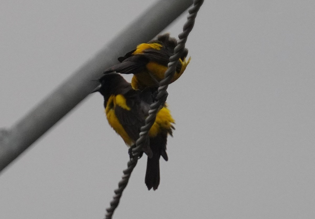 Yellow-rumped Marshbird - ML641017123