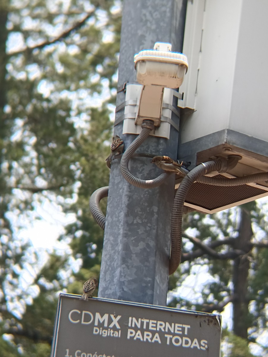 vrabec domácí - ML641017126