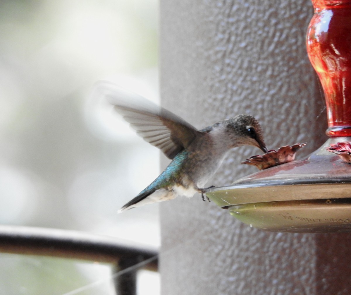 Black-chinned Hummingbird - ML641017129