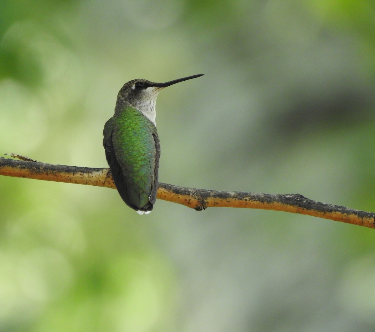 Black-chinned Hummingbird - ML641017130