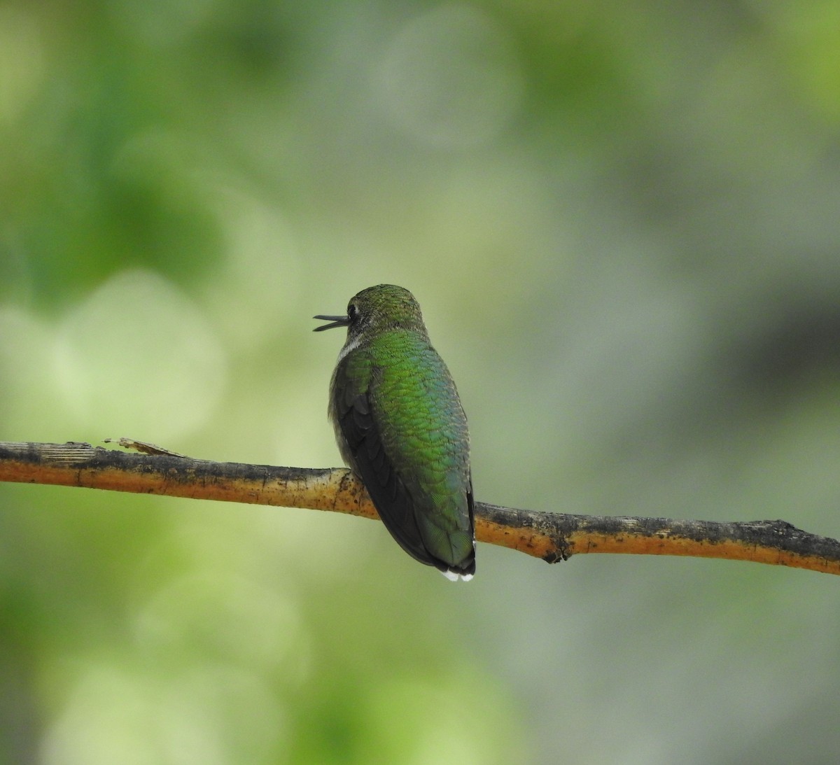Black-chinned Hummingbird - ML641017131