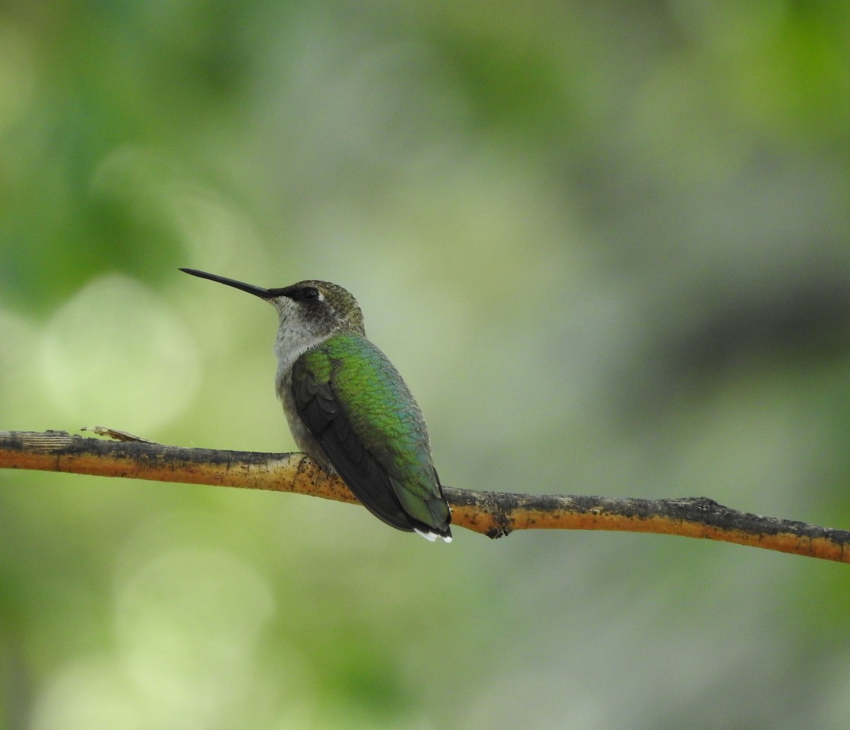 Black-chinned Hummingbird - ML641017132