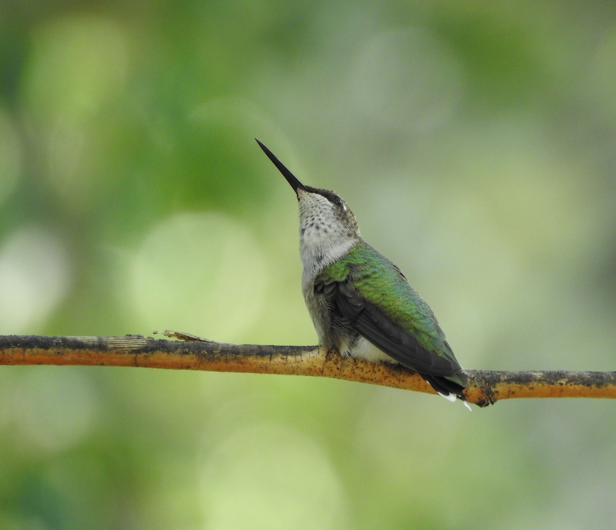 Black-chinned Hummingbird - ML641017135