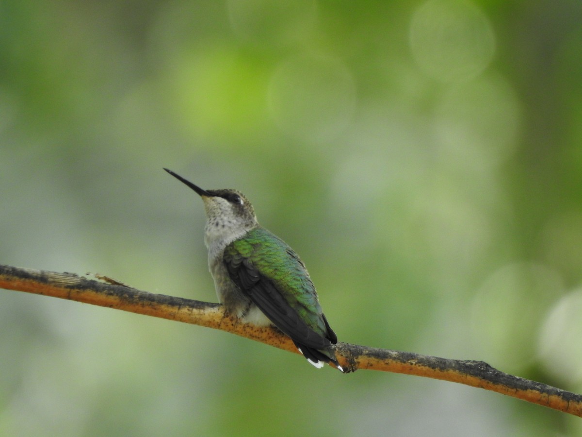 Black-chinned Hummingbird - ML641017136