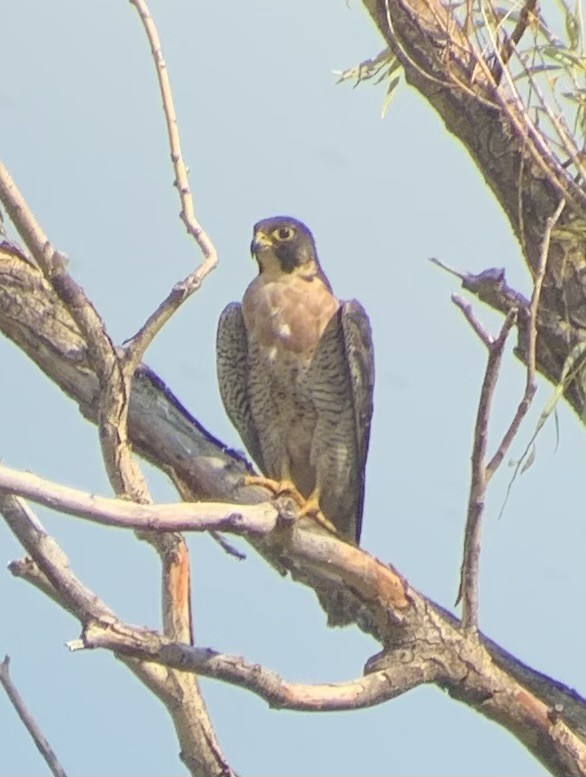 Peregrine Falcon - ML641017146