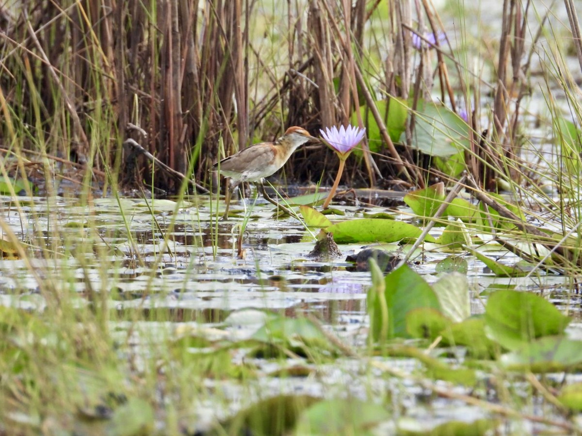 Lesser Jacana - ML641017176