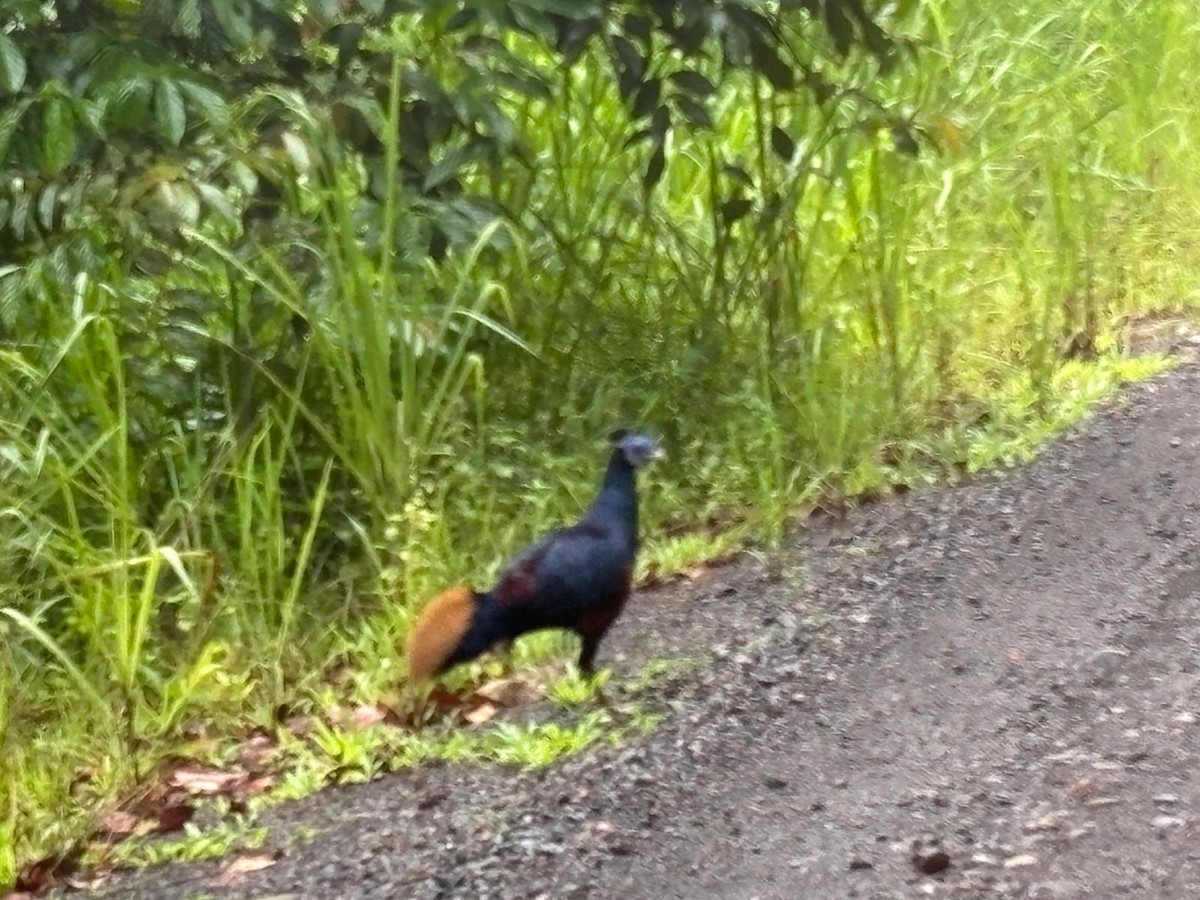 Bornean Crested Fireback - ML641017205
