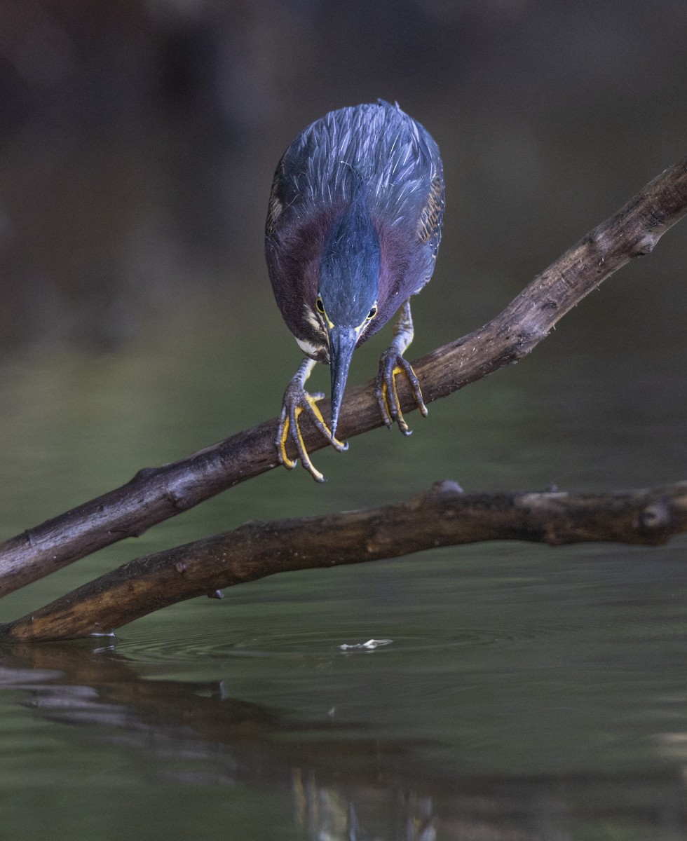 Green Heron - ML641017217
