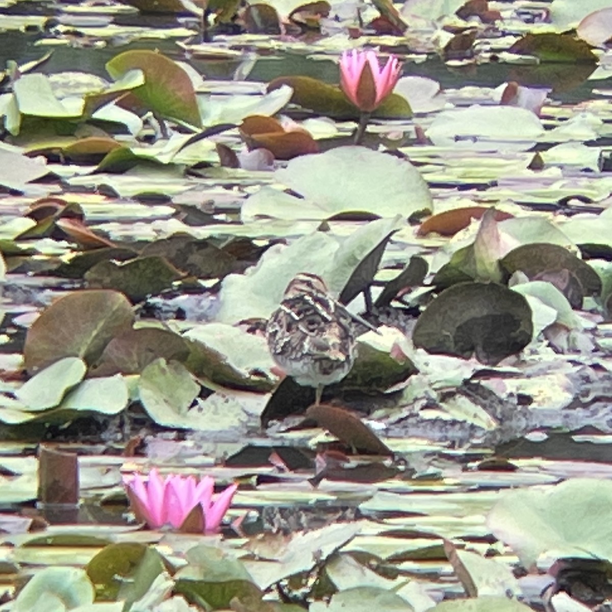 アメリカタシギ - ML641017221