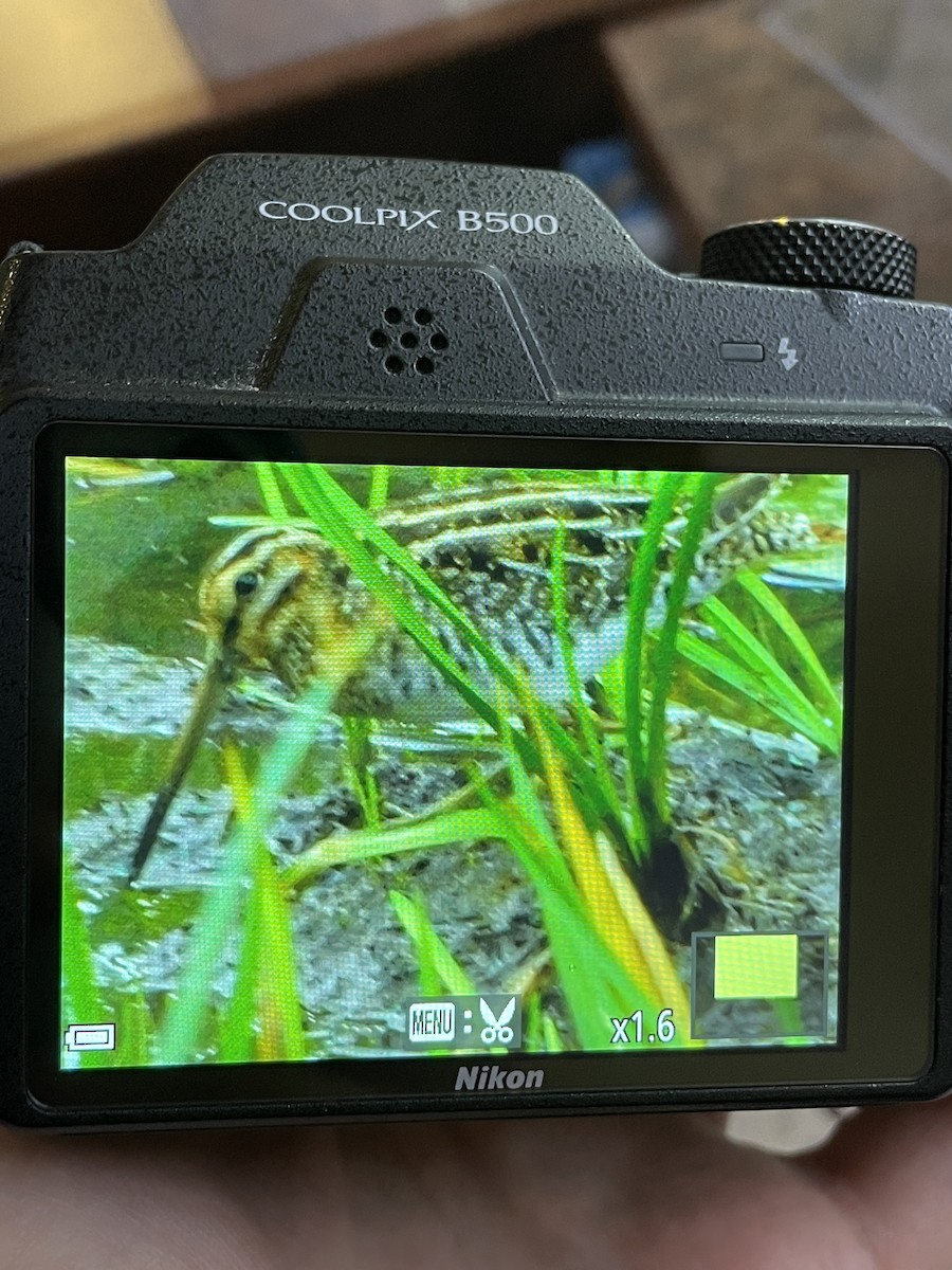 アメリカタシギ - ML641017222