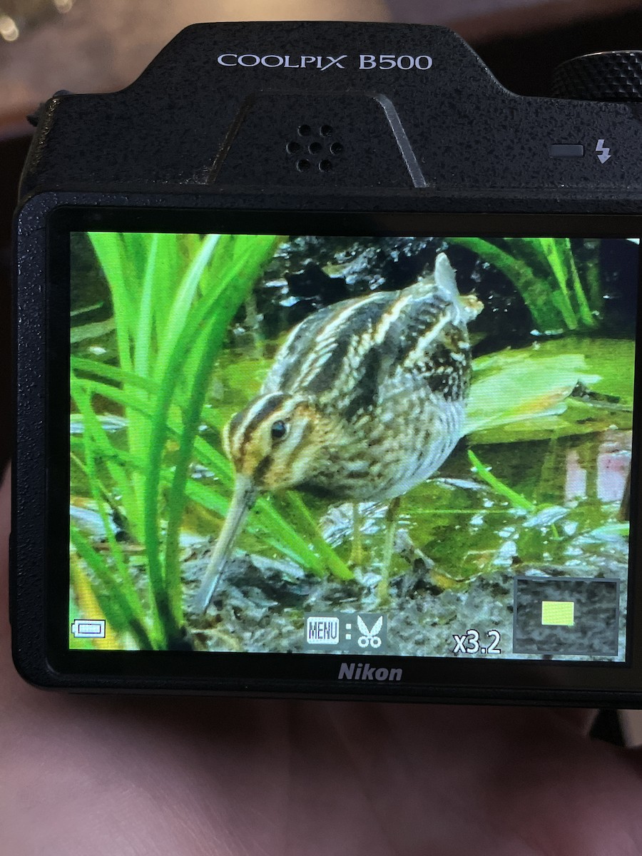 アメリカタシギ - ML641017223