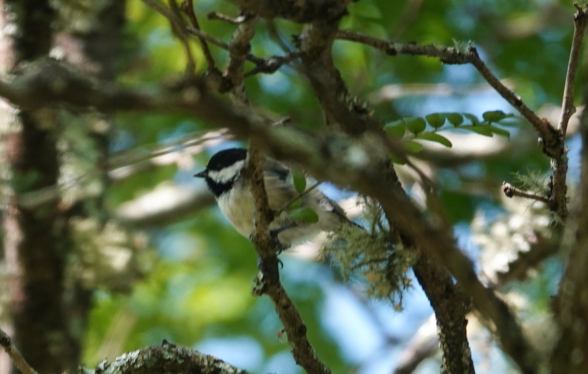 Carolina Chickadee - ML641017242