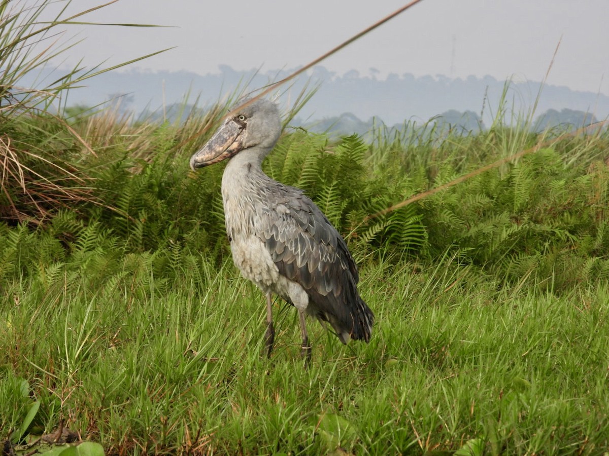 Shoebill - ML641017251