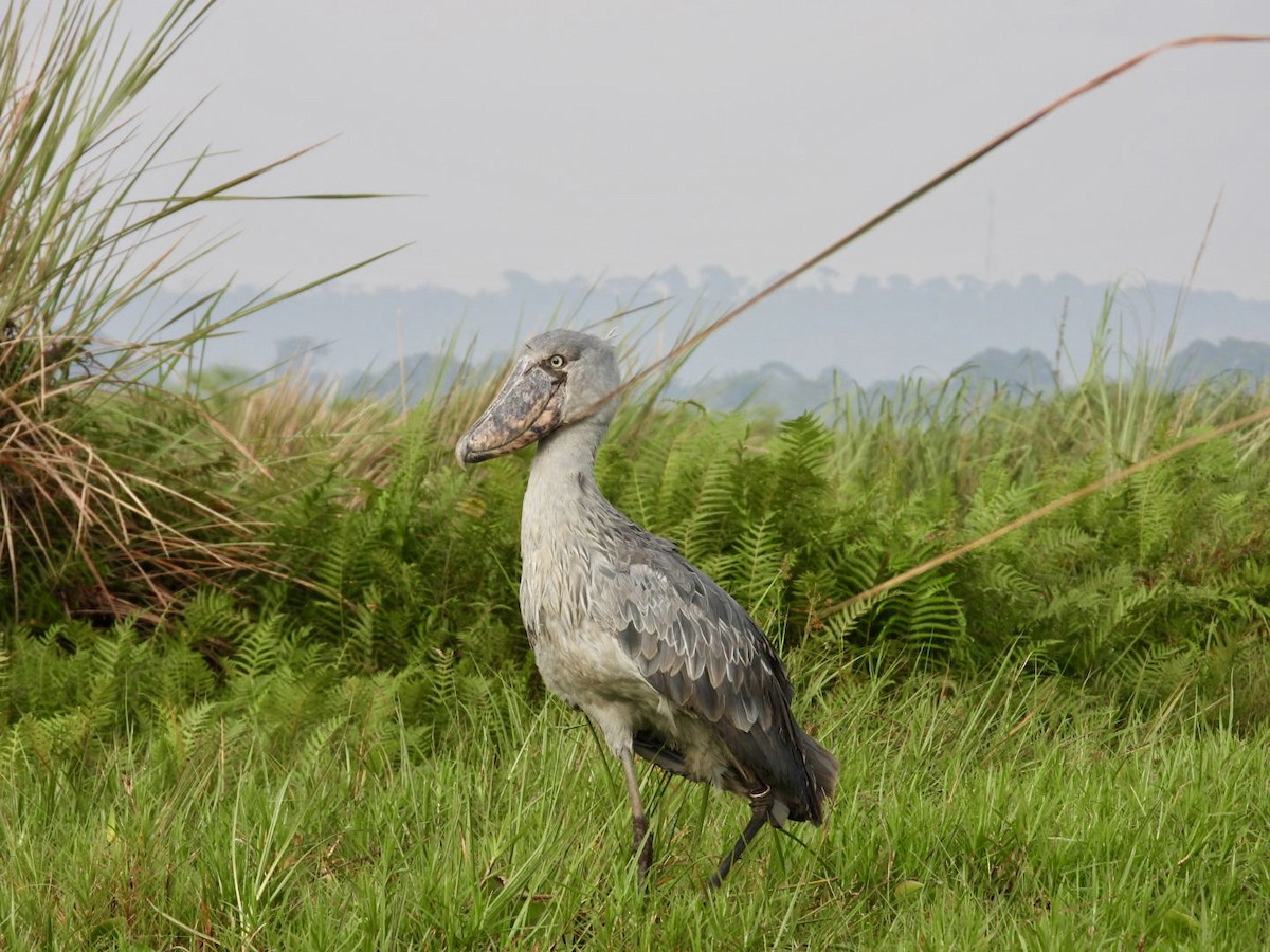 Shoebill - ML641017252