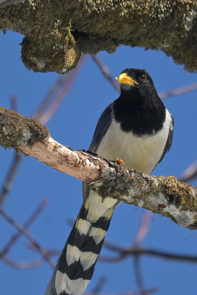 Yellow-billed Blue-Magpie - ML641017274
