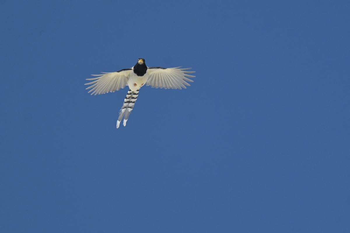 Yellow-billed Blue-Magpie - ML641017275