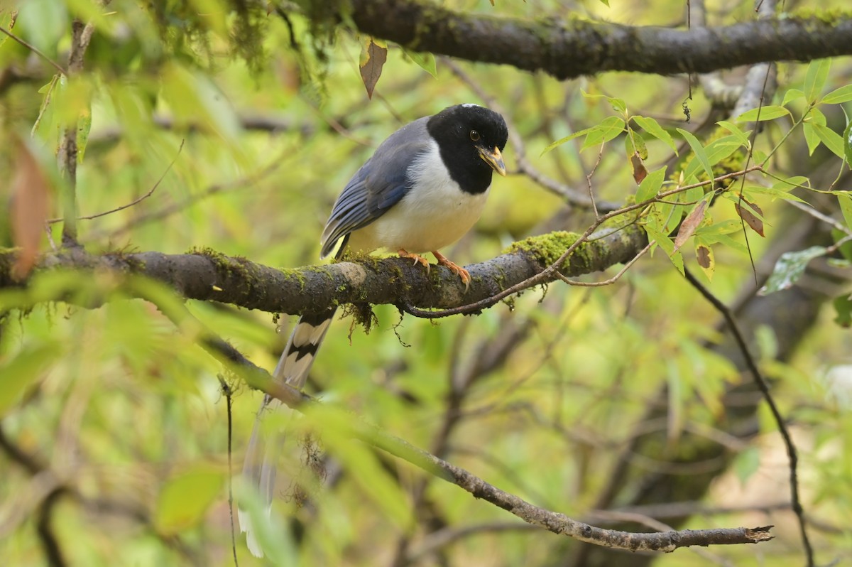 Yellow-billed Blue-Magpie - ML641017276