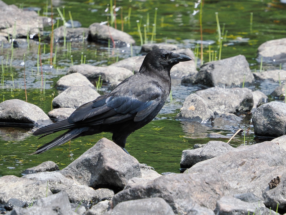 American Crow - ML641017371